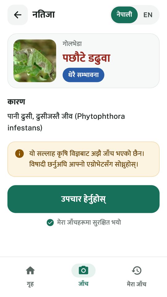 नतिजा: गोलभेडाको पछौटे डढुवा, धेरै सम्भावना